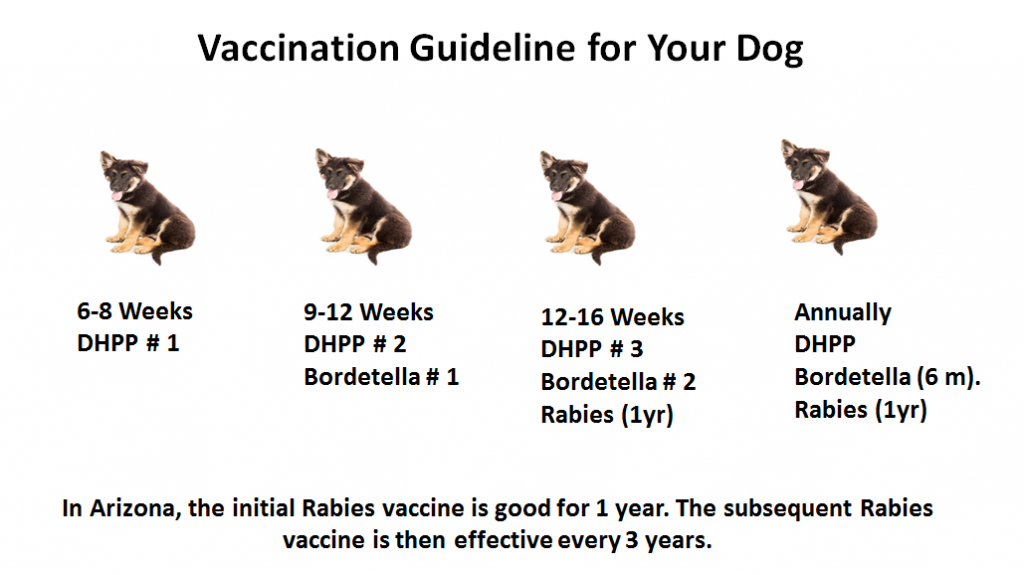 Vaccines for Dogs in Phoenix, AZ | Catalina Animal Hospital, LLC
