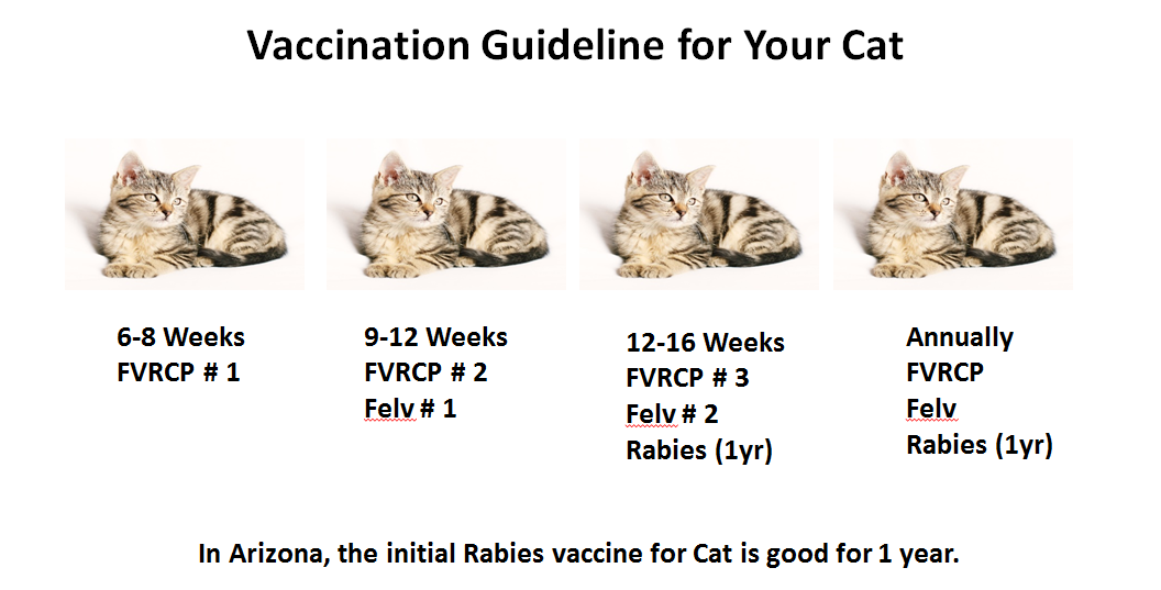 Vaccines for Cats in Phoenix, AZ Catalina Animal Hospital, LLC