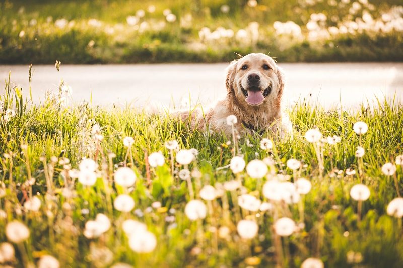 Can My Dog Have Allergies? - Veterinary Phoenix