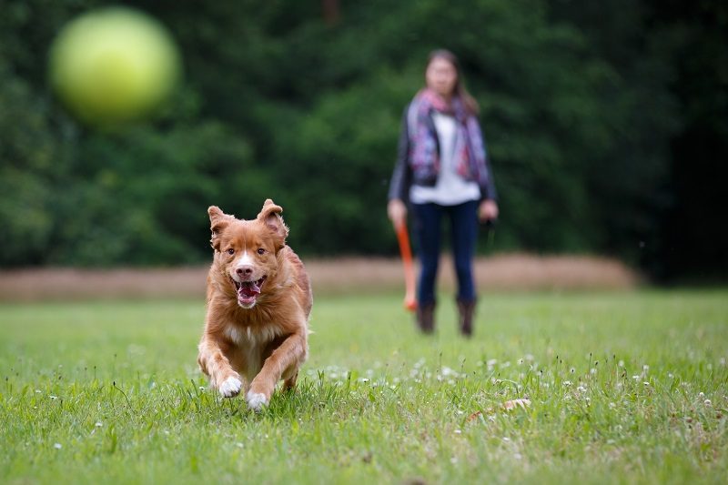 Tips To Keep Your Pet Safe All Summer Long - Veterinary Phoenix