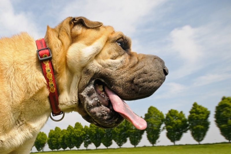 What is Bloat GDV? - Veterinary Phoenix
