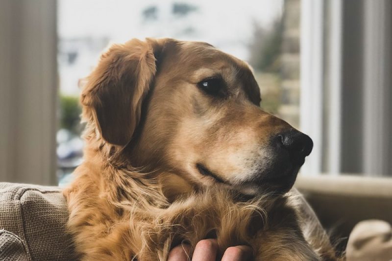 Asthma in Pets - Veterinary Phoenix