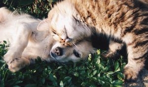 Protecting Your Pet With Pet Insurance