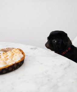 Friendly Foods You Can Share with Your Pet