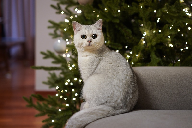 The Holidays and the Potential Pet Hazards