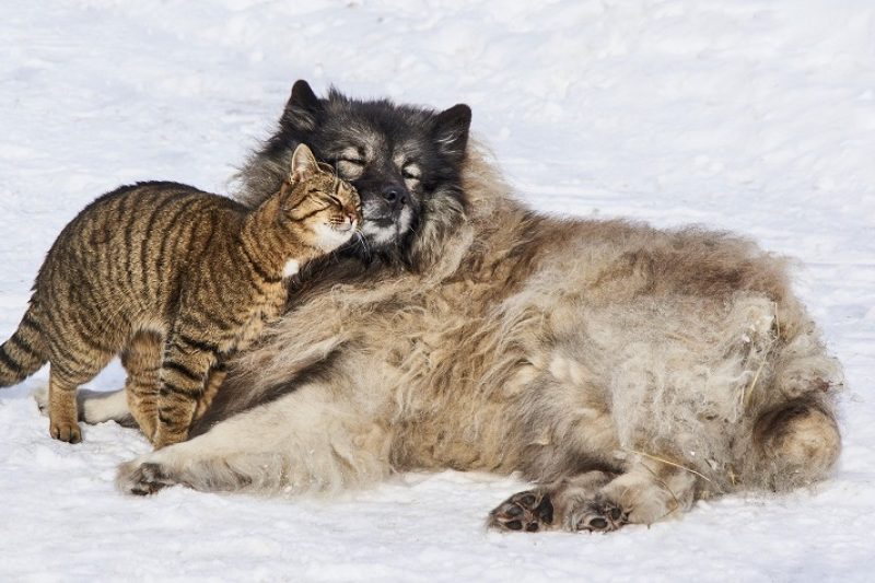 Pet Dementia Prevention