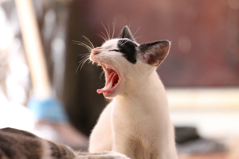 5 Signs Your Pet Has Asthma