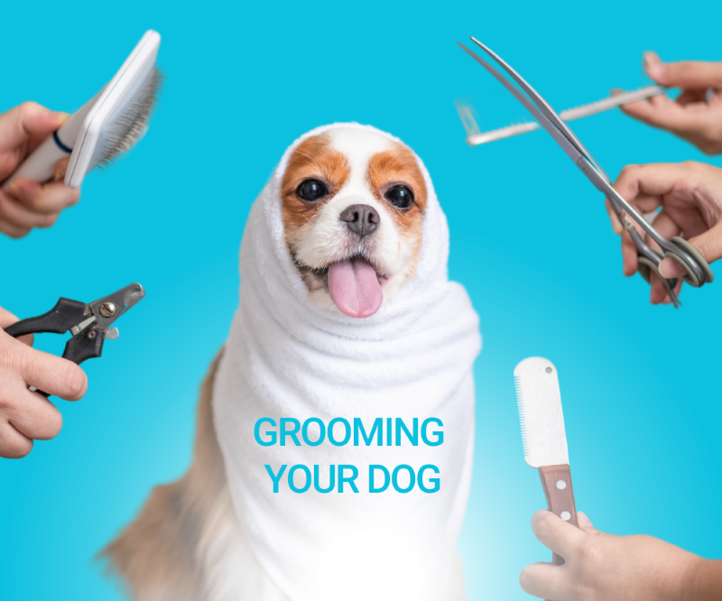 Grooming Your Dog