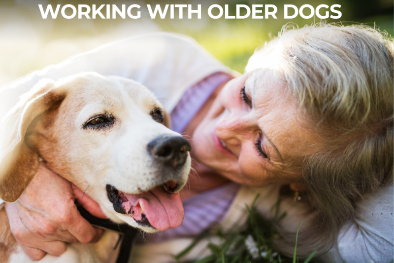 Aging Gracefully Working With Older Dogs