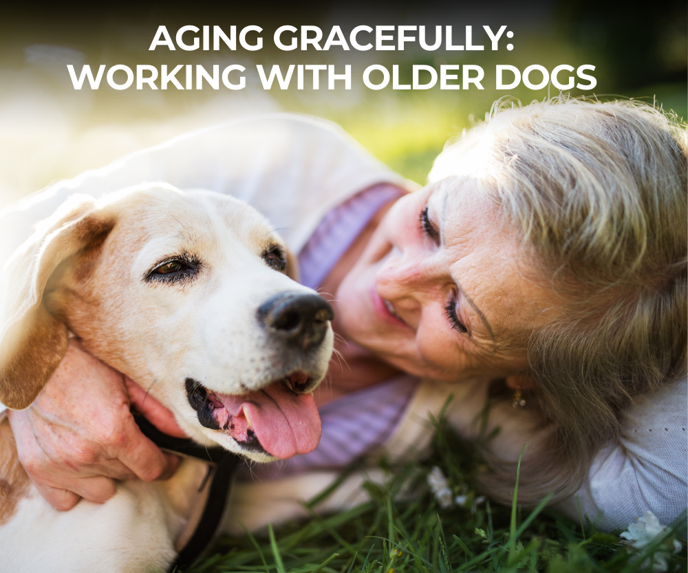 Aging Gracefully Working With Older Dogs