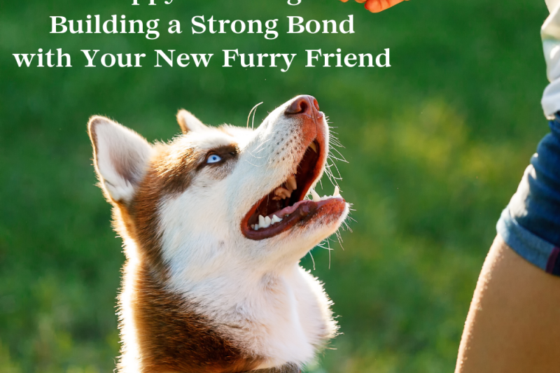 Mastering Puppy Training: Building a Strong Bond with Your New Furry Friend