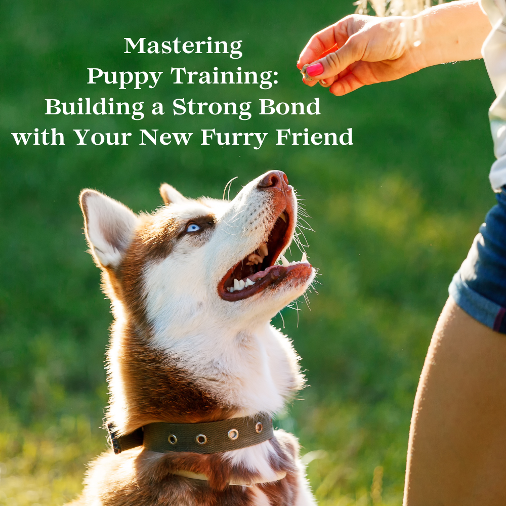 Mastering Puppy Training: Building a Strong Bond with Your New Furry Friend