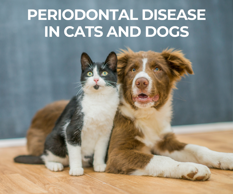 Periodontal Disease in Cats and Dogs