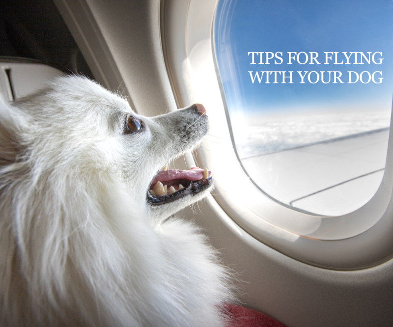 Tips For Flying With Your Dog