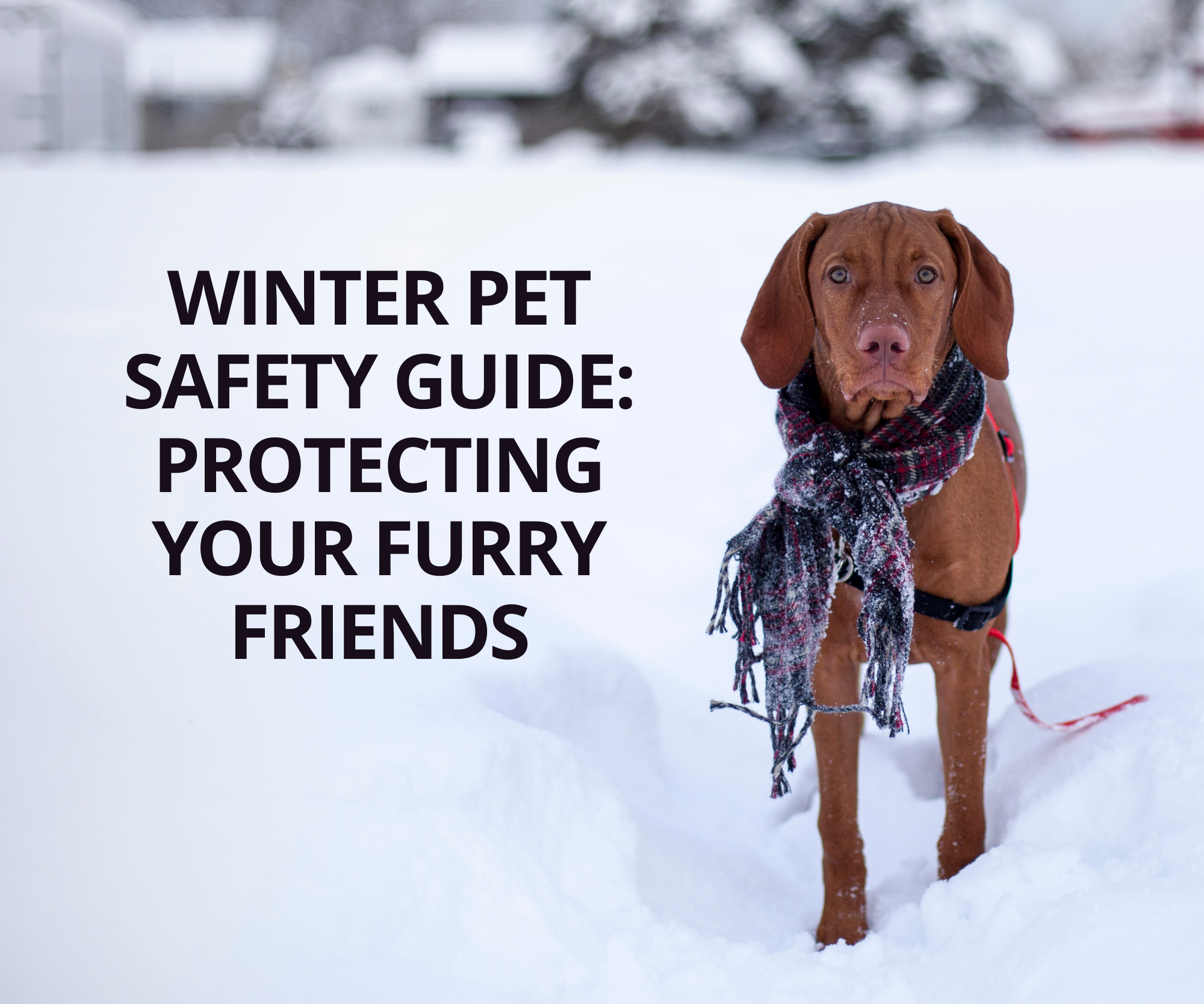 Winter Pet Safety Guide Protecting Your Furry Friends