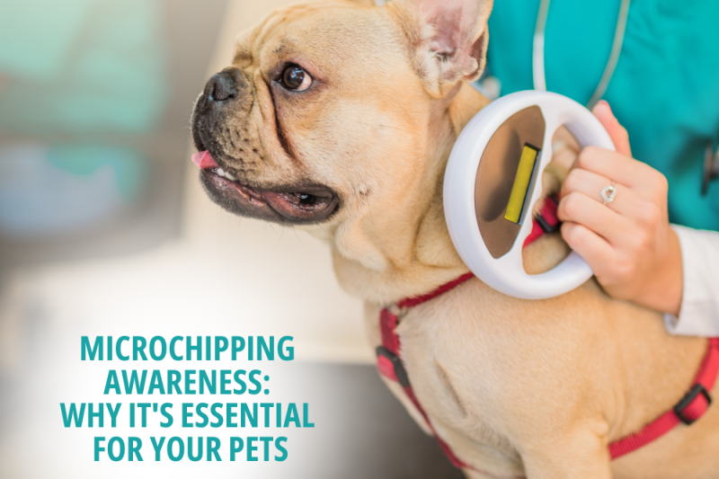 Microchipping Awareness: Why It’s Essential for Your Pets - Veterinary Phoenix