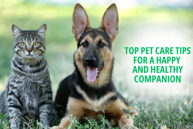 Top Pet Care Tips for a Happy and Healthy Companion - Veterinary Phoenix