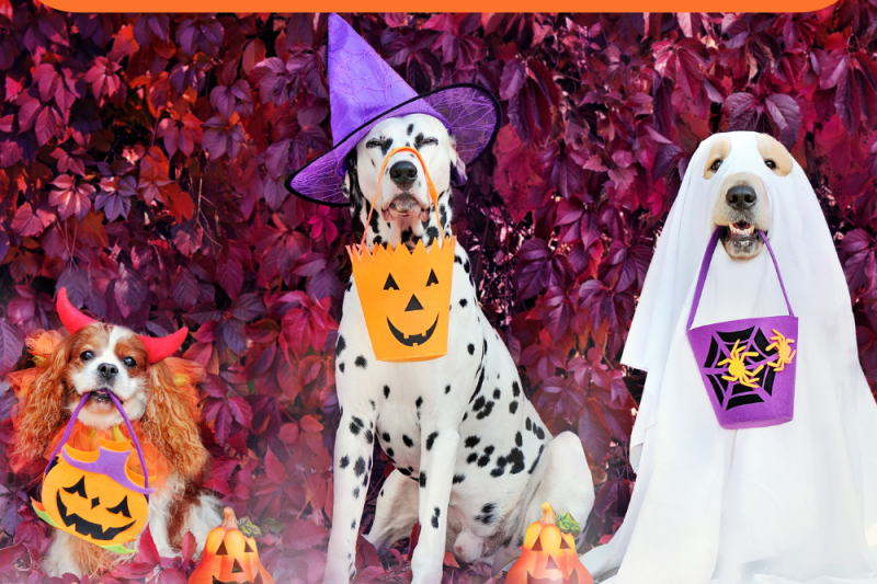 Halloween Pet Safety: Keeping Your Furry Friends Safe During the Festivities - Veterinary Phoenix