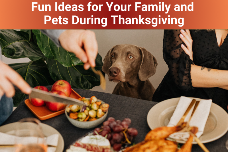 Fun Ideas for Your Family and Pets During Thanksgiving - Veterinary Phoenix