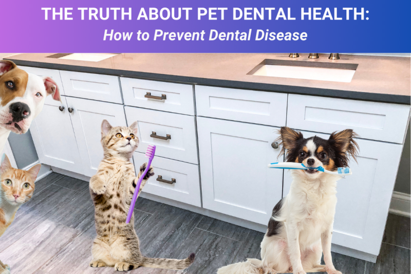 The Truth About Pet Dental Health How to Prevent Dental Disease - Veterinary Phoenix