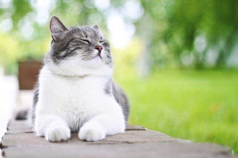 Money Tips for Caring Pet Owners in Phoenix
