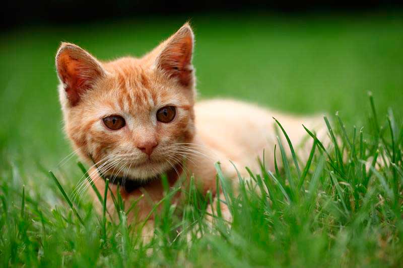Who's in Charge of your Animal's Care While You're Away? in Phoenix