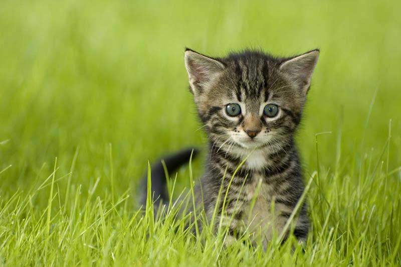 Pets and foreclosed homes (FAQ) in Phoenix