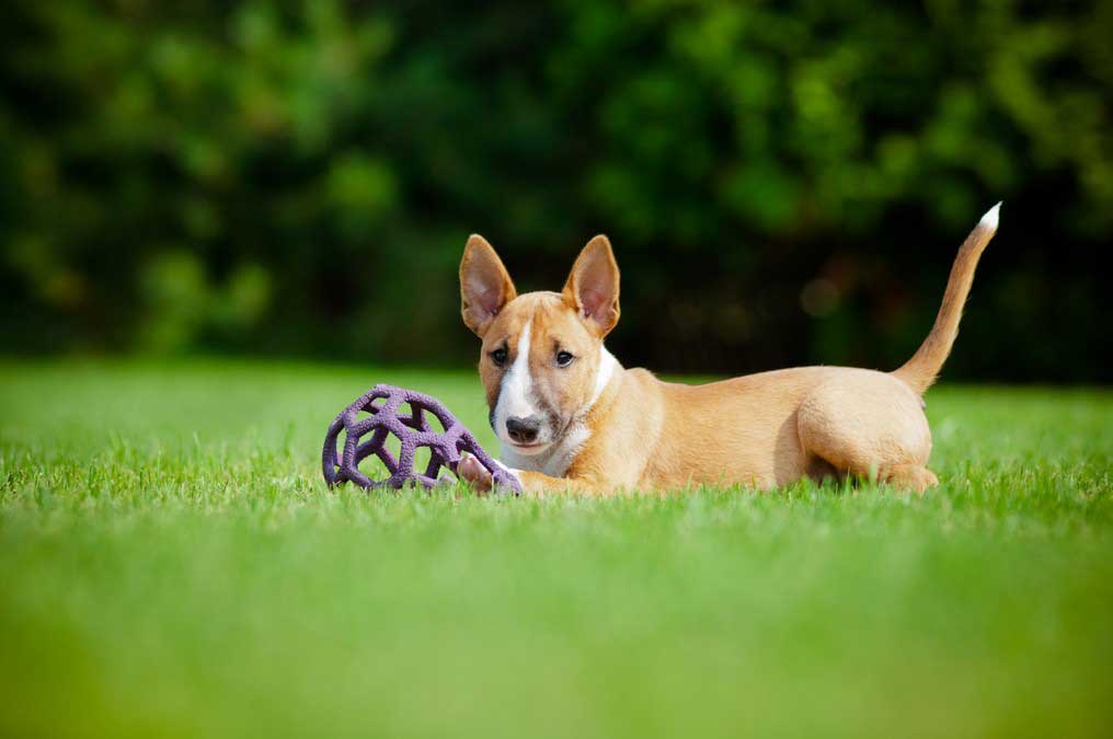 Large Animals and Livestock in Disasters In Scottsdale, Glendale, Peoria And Phoenix, AZ