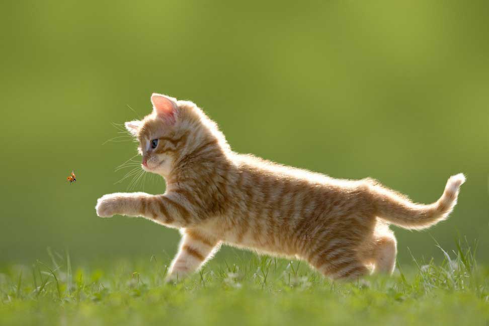 Pet Food and Product Recalls/Alerts In Scottsdale, Glendale, Peoria And Phoenix, AZ