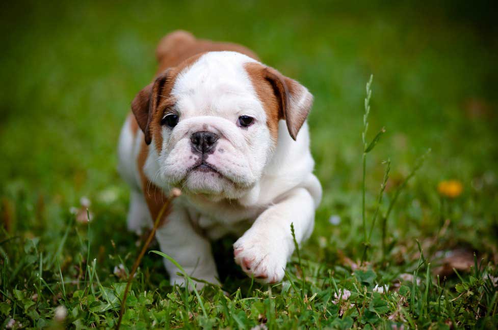 8 Ways to Protect Your Dog in the Summer In Scottsdale, Glendale, Peoria And Phoenix, AZ