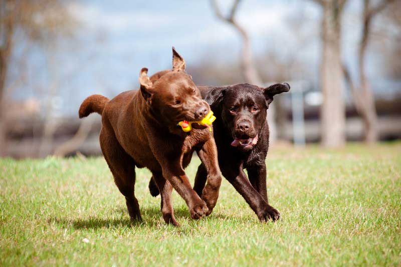 7 Foods You Should Avoid Feeding Your Dog or Cat In Scottsdale, Glendale, Peoria And Phoenix, AZ