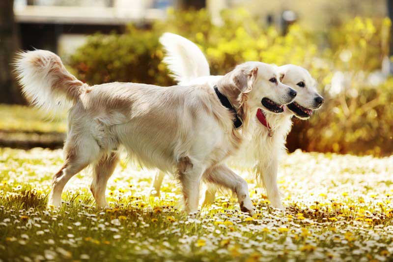Winter Holidays: Pet Safety in Phoenix, AZ