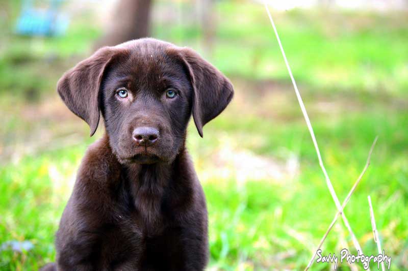 Who's in Charge of Your Animal's Care While You're Away in Phoenix, AZ?​ ​