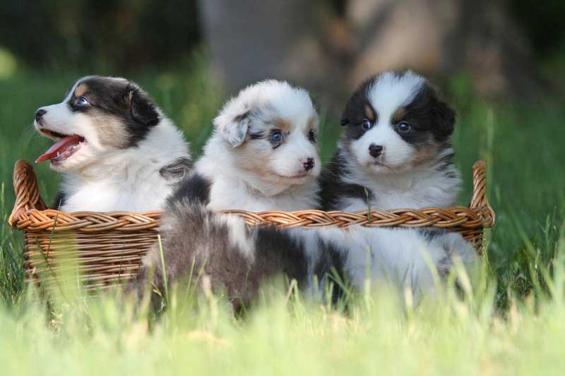 Short-nosed Dogs and Air Travel (FAQ) in Phoenix, AZ