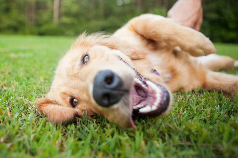 11 Ways to Make Travel Safer for You and Your Pet in Phoenix, AZ