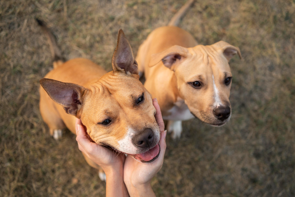 12 Dog Diseases you Can Combat with Vaccination and Deworming in Phoenix, AZ