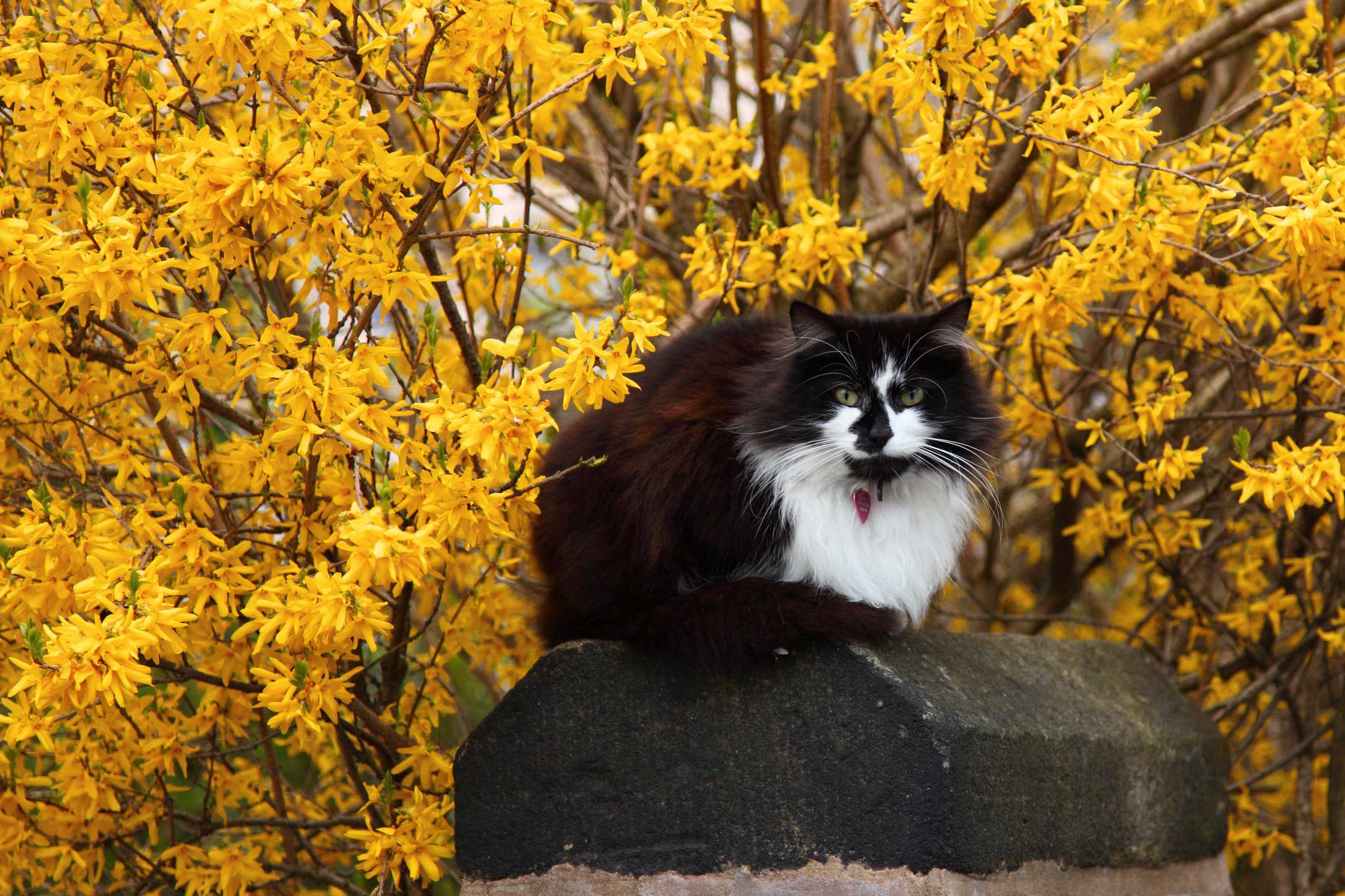 8 Cat Diseases you Can Prevent with Vaccination and Deworming in Phoenix, AZ