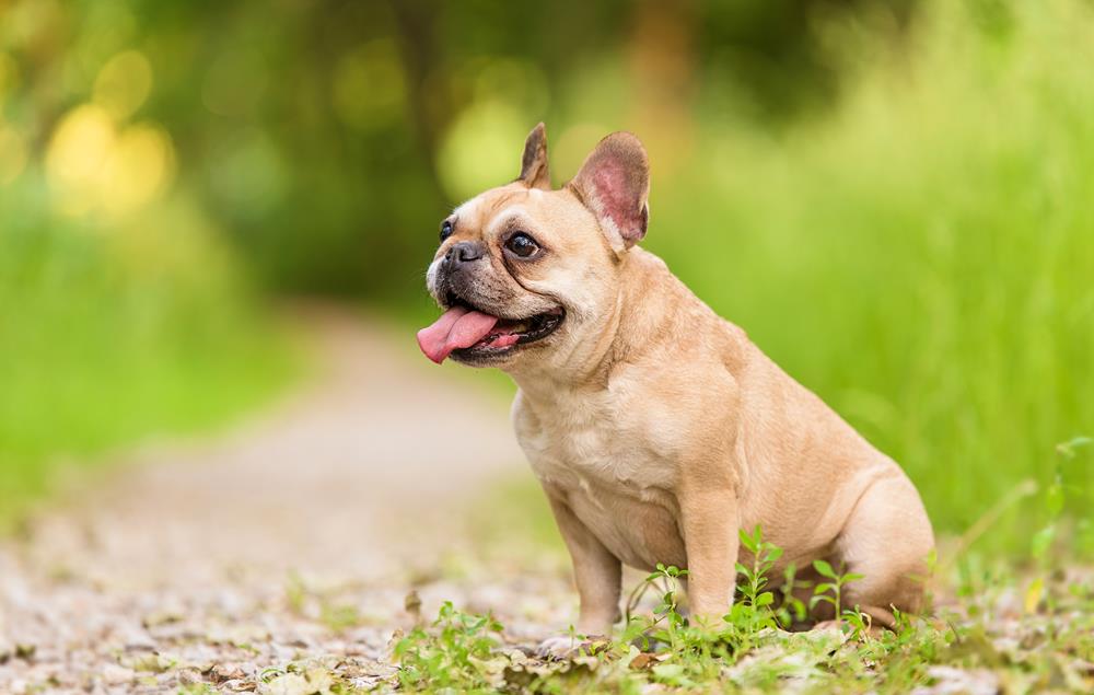 Diabetes in Pets in Phoenix, AZ