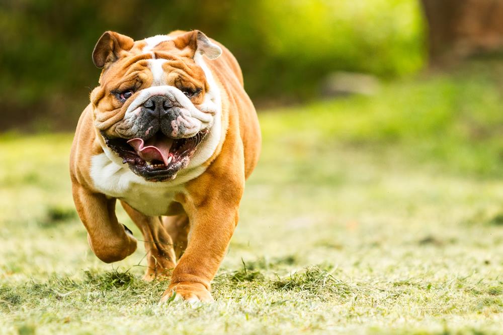 Canine Respiratory Coronavirus (FAQ) in Phoenix, AZ