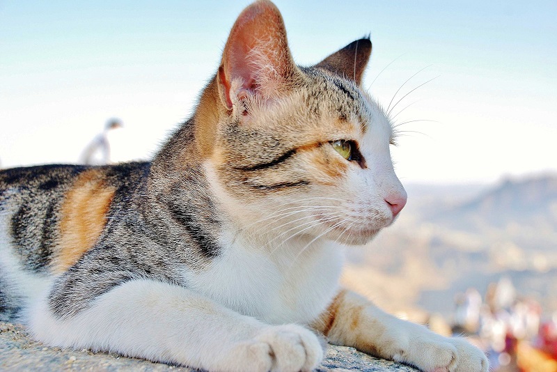 Feline Lower Urinary Tract Disease In Scottsdale, Glendale, Peoria And Phoenix, AZ
