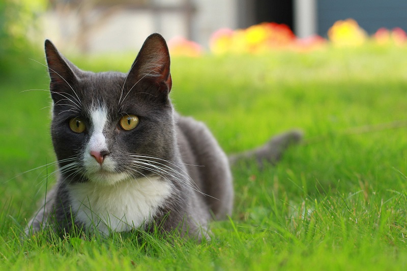 Heartworm Disease In Scottsdale, Glendale, Peoria And Phoenix, AZ