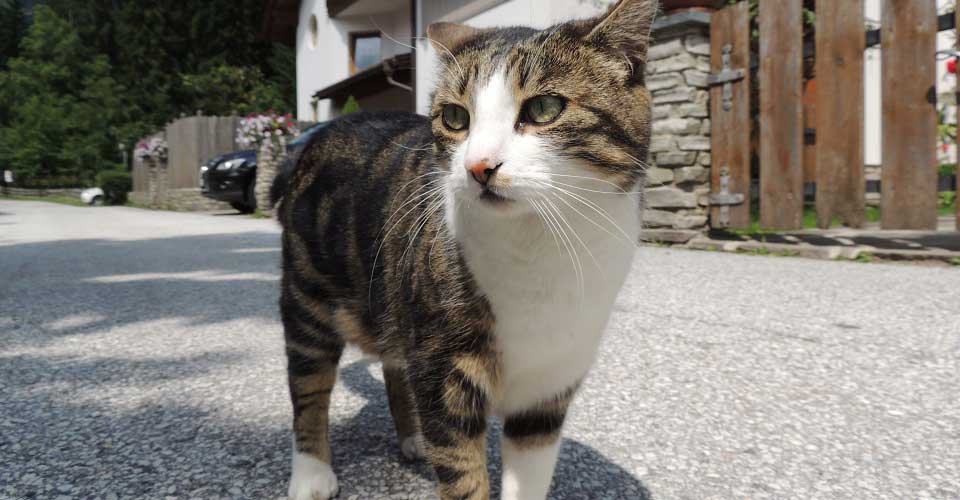 Feline Panleukopenia In Scottsdale, Glendale, Peoria And Phoenix, AZ