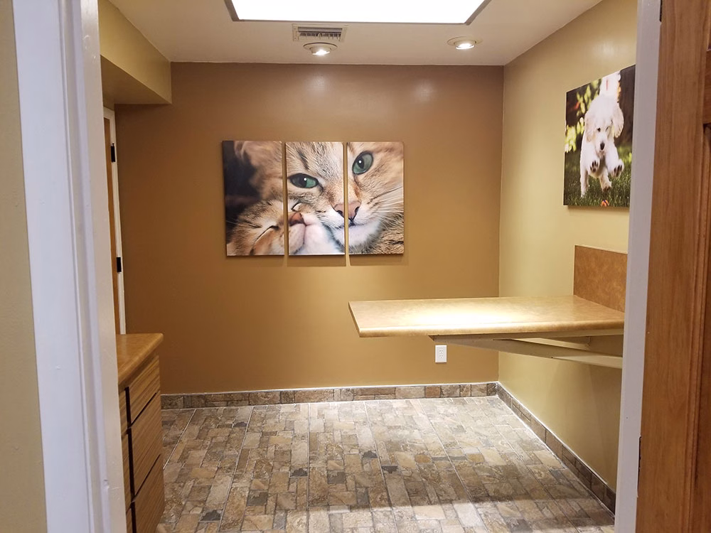Kidney disease treatment for pets at Catalina Animal Hospital in Phoenix