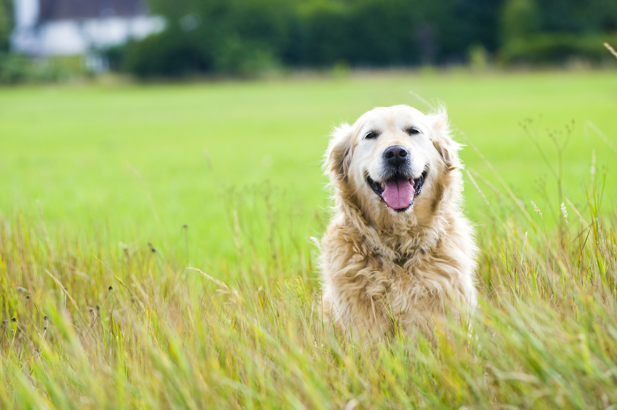 Dry Pet Foods and Salmonella in Phoenix, AZ