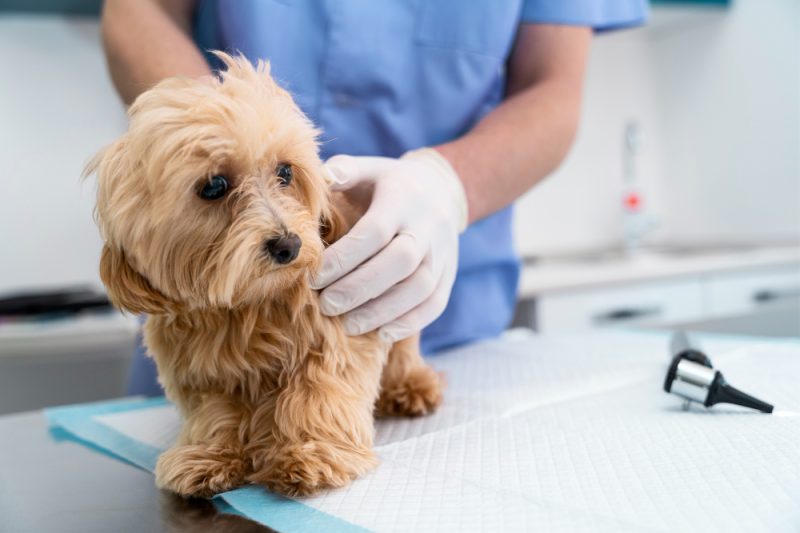 Pet Emergency Care: What Every Pet Owner Should Know - Veterinary Phoenix