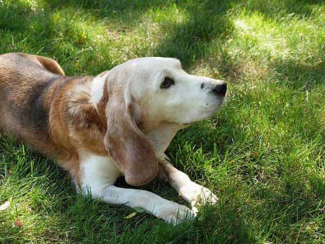 Low-cost Spay/Neuter In Scottsdale, Glendale, Peoria And Phoenix, AZ