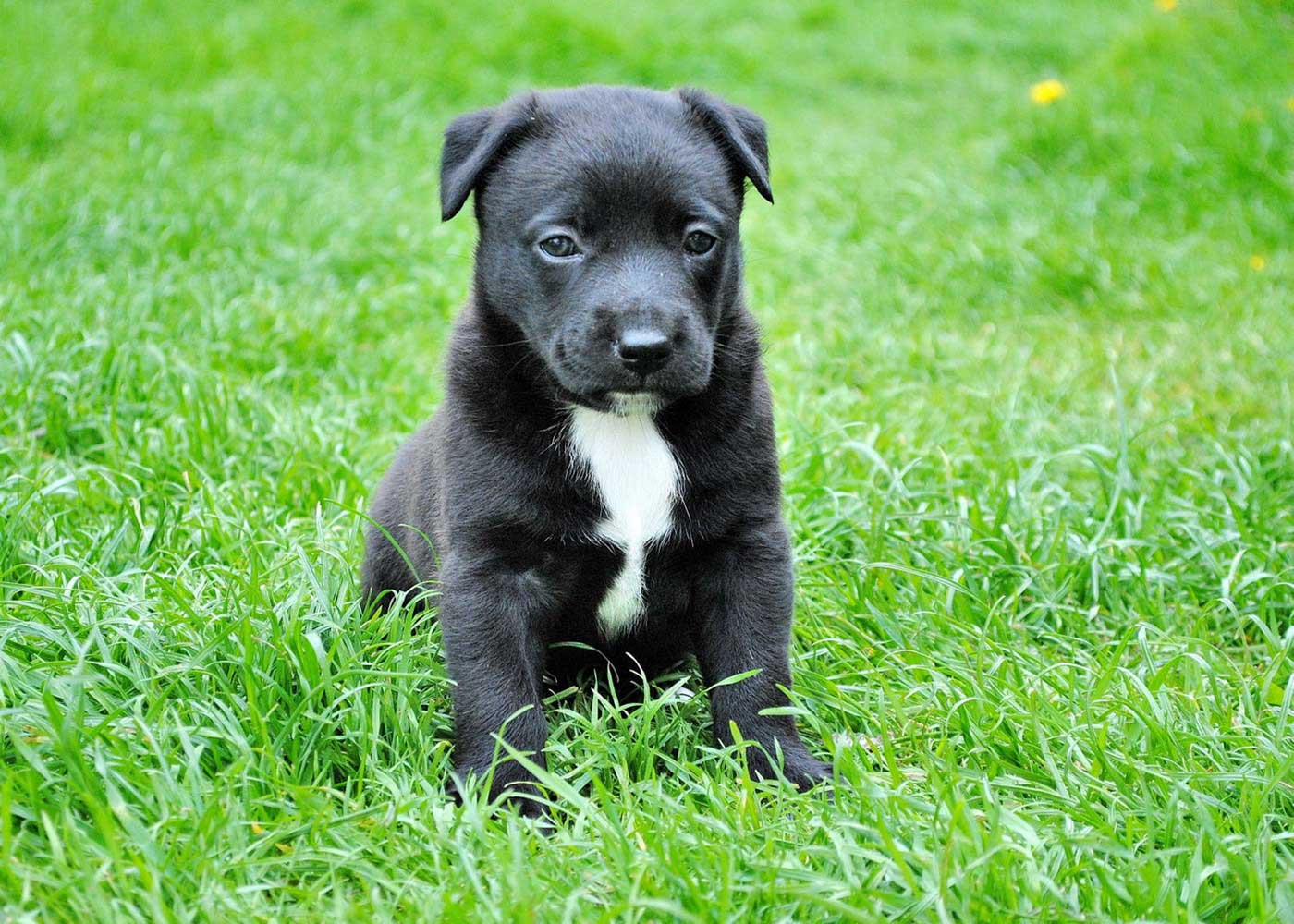 Spaying and Neutering In Scottsdale, Glendale, Peoria And Phoenix, AZ