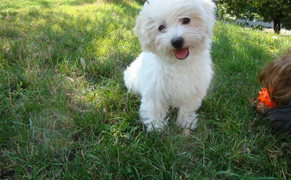 Microchipping (FAQ) In Scottsdale, Glendale, Peoria And Phoenix, AZ