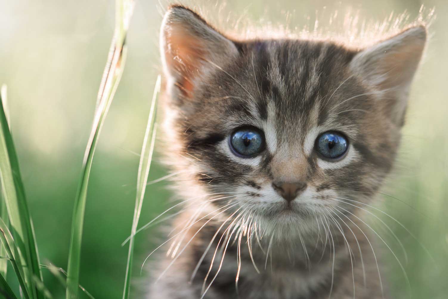Toxoplasmosis In Scottsdale, Glendale, Peoria And Phoenix, AZ