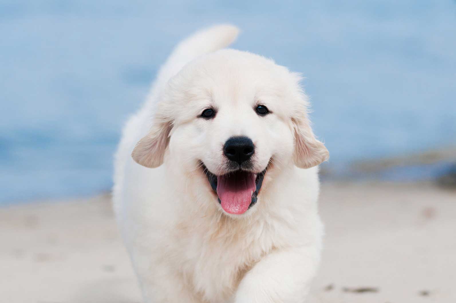 Getting Pet Health Information Online in Phoenix, AZ